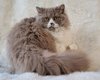 Chatons Selkirk Rex
