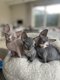 3 magnifiques chatons sphynx