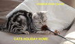 HOME CATS HOLIDAY
