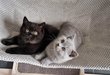 Magnifiques chatons british pur race avec pedigr