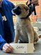 Akitas amricains avec pedigree