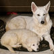 Magnifique chiot Berger Blanc Suisse.