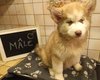 Chiots Husky