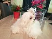 Bichon Maltais