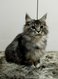 Adorable maine coon