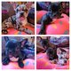 Bouledogue franais