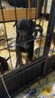 Chiot bull terrier  rserver