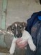 Chiot jack russell male