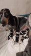 Unique en Belgique  bebes bassets bleus de...