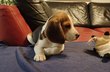 Chiots Beagle