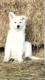 ❤️Dernier Bb Berger Blanc Suisse...