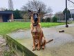 Chiot 5 mois Berger Malinois pure race...