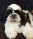 Shih tzus avec  pedigree SRSH