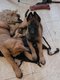Chiot  Malinois disponibles de suite
