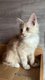 Adorable Bbs Main coon disponible  la...