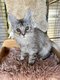 Adorables chatons  la re[cherche] d'une famille...
