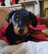 Chiots beauceron la source aux loups losh