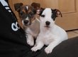 Chiots jack russell Toys
