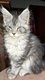 Chatons Maine coon
