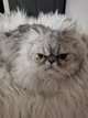 Manifique chaton persan avec pdigre