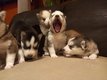 Superbes chiots husky pure race disponibles de...