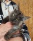 Magnifiques chatons Maine Coon