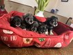 Schnauzer
