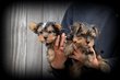 Chiots Yorkshire Terrier nain