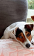 Chien Jack Russell Mle - A donner