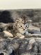 Magnifiques chatons Maine Coon