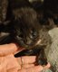 Magnifique chatons Maine Coon