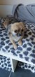Superbe Chihuahua Disponible pour saillie