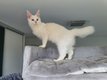 Sublime Maine coon - White - Tesla et Tara