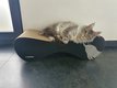 Magnifique Maine coon - Black silver blotched...