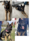 Chiots berger allemand