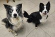 Chiots LOSH