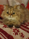 Manifique  chaton persan  avec pédigrée