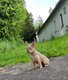 Bouledogue franais