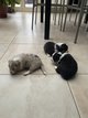 Chiots berger australien