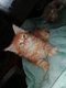 Magnifiques chatons Maine Coon  rserver