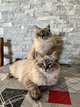 Chatons Sibriens