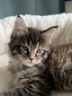 Chatons Maine Coon