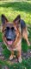 Chien berger allemand de 1 an