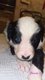 Chiots border collie  rserver