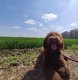  donner - chien d'eau espagnol mle castr - 2,5...