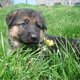 Chiots bergers allemands levs  la ferme