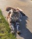 Adorable Maine coon - Black silver blotched...