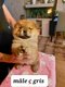Reste 3 Chiots Chow Chow sur une porte de 8