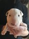 Chiots Bull Terrier