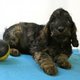 Cockapoo - Adorables chiots